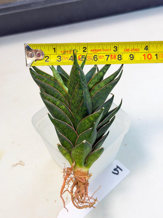 Sansevieria Black Ant (ca5) (5) | Dwarf Hybrid