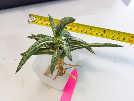 Sansevieria Lav 1970 var (ca4) (p) | Imported