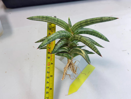 Sansevieria Lav 1970 var (ca4) (y) | Imported