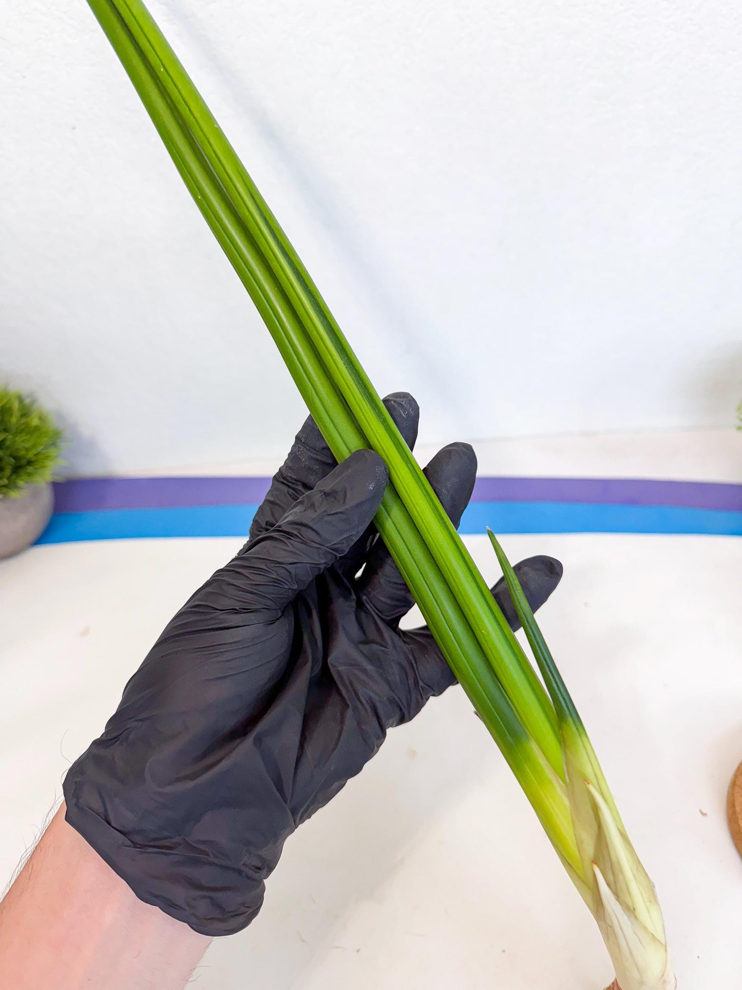 Sansevieria Erythraeae Var (ca4) (r) | Imported