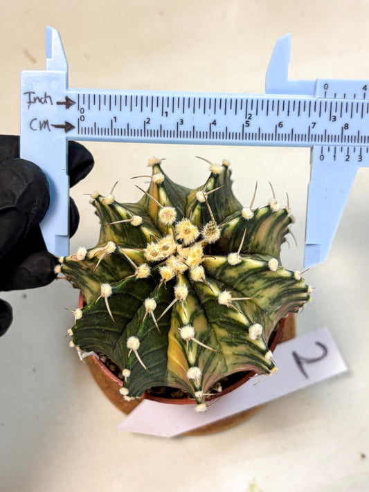 Gymnocalycium Lb Hybrid (gy4) (y1) | Mature Cactus