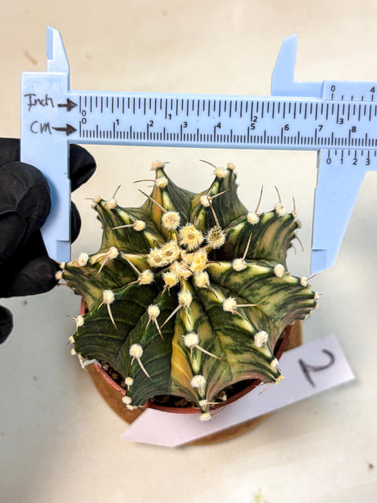 Gymnocalycium Lb Hybrid (gy4) (y1) | Mature Cactus