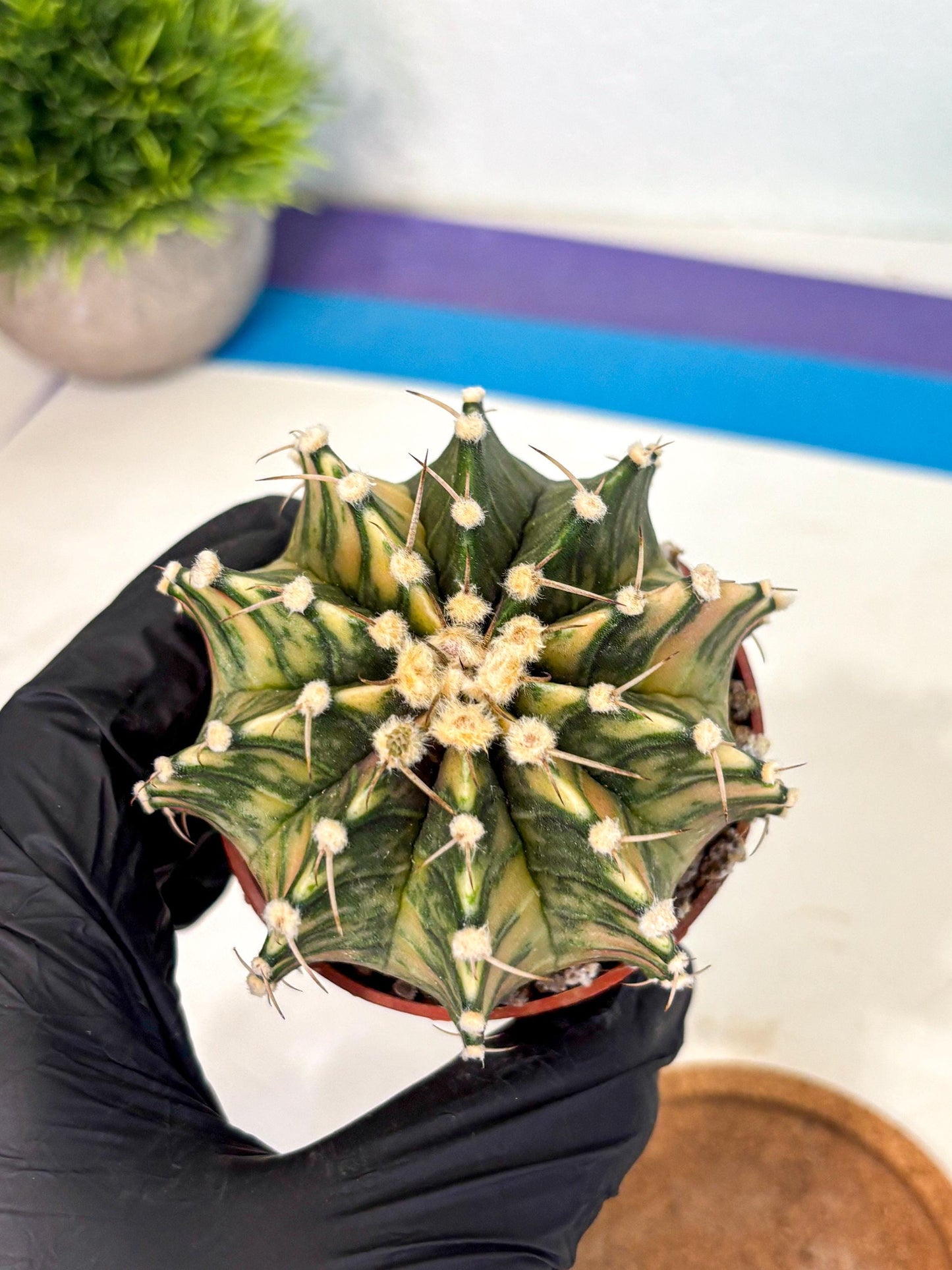 Gymnocalycium Lb Hybrid (gy4) (y1) | Mature Cactus