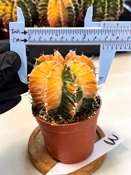 Gymnocalycium Lb Hybrid (gy4) (y3) | Mature Cactus