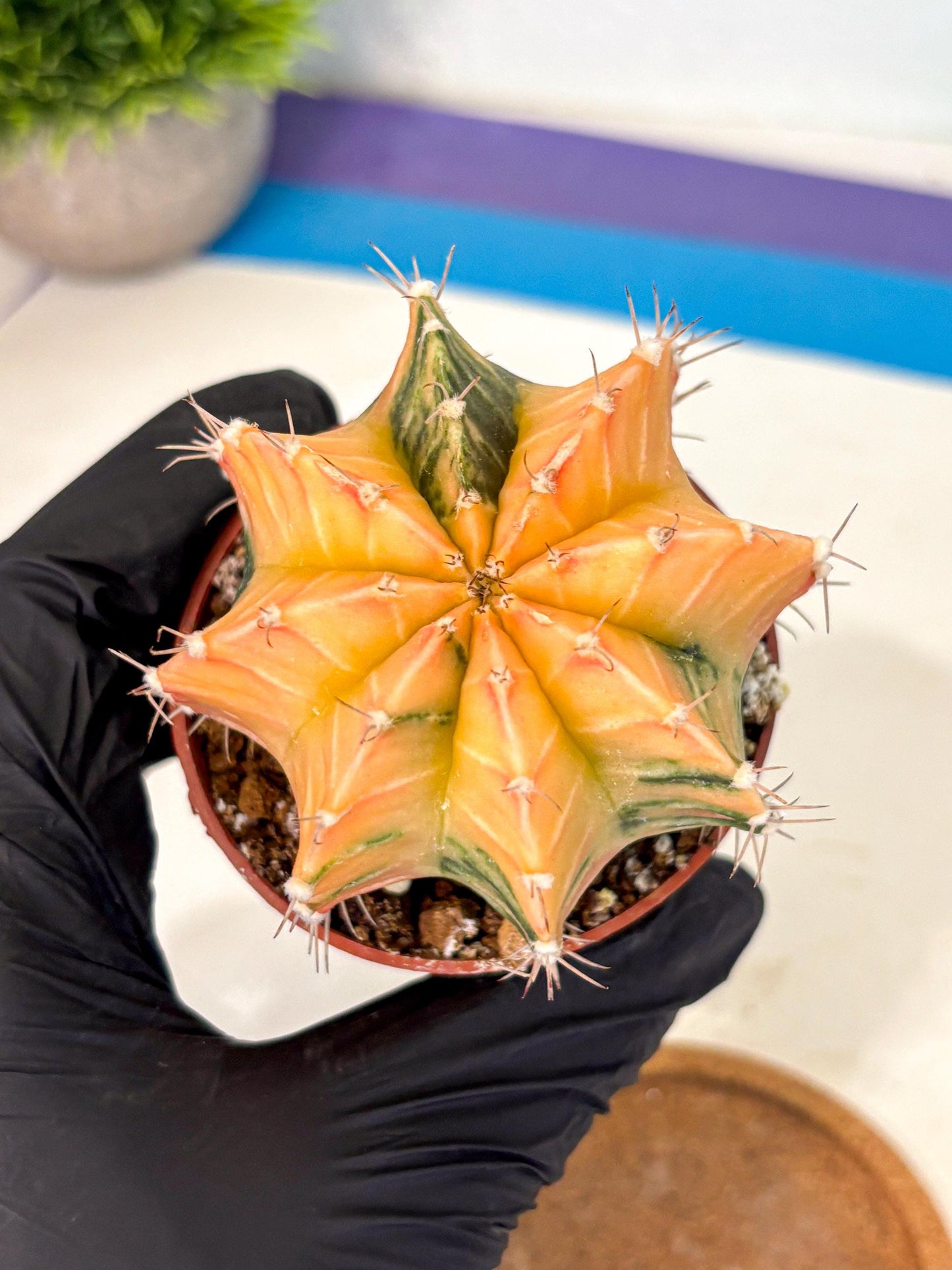 Gymnocalycium Lb Hybrid (gy4) (y3) | Mature Cactus