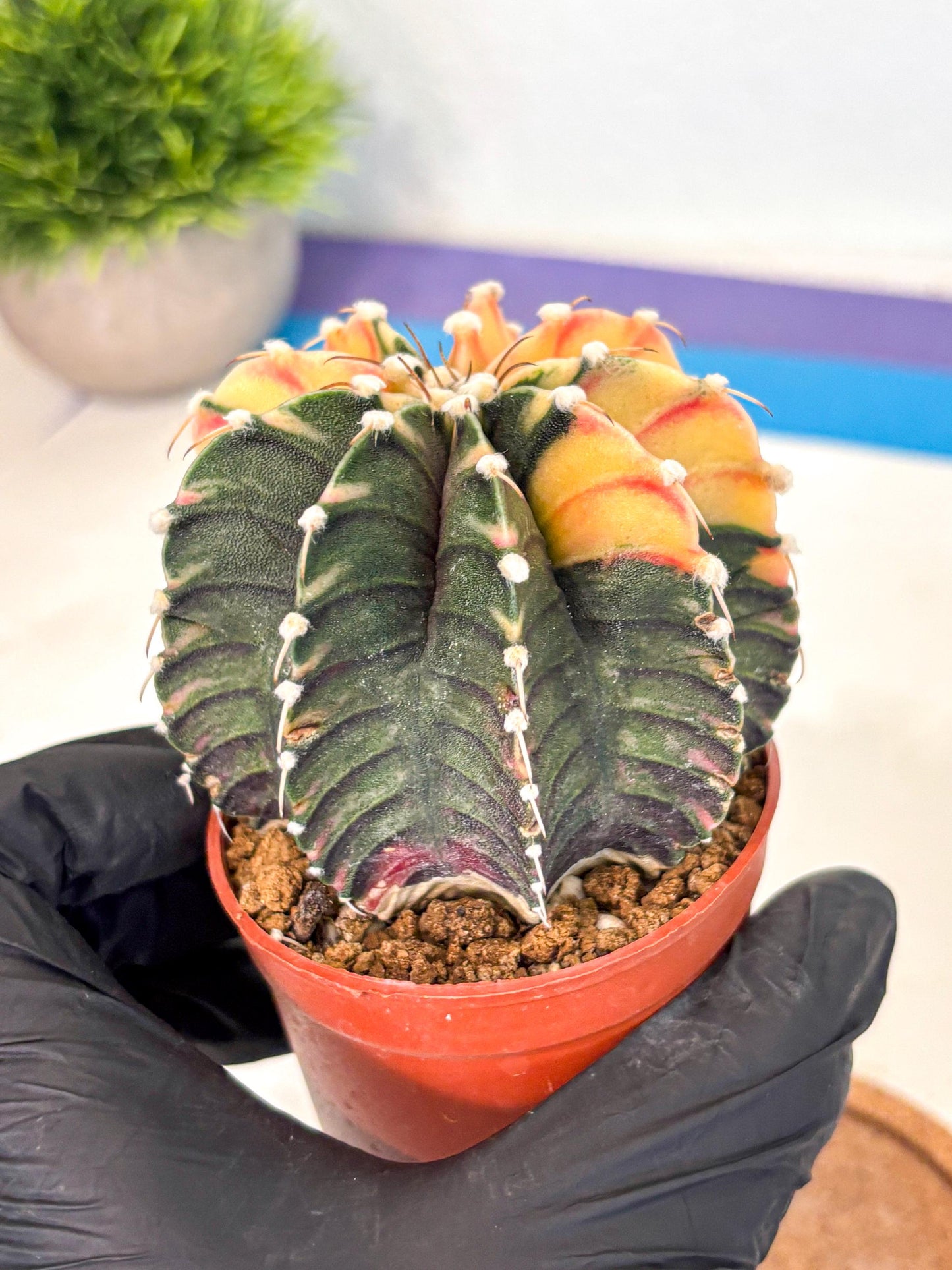Gymnocalycium Lb Hybrid (gy4) (y4) | Mature Cactus