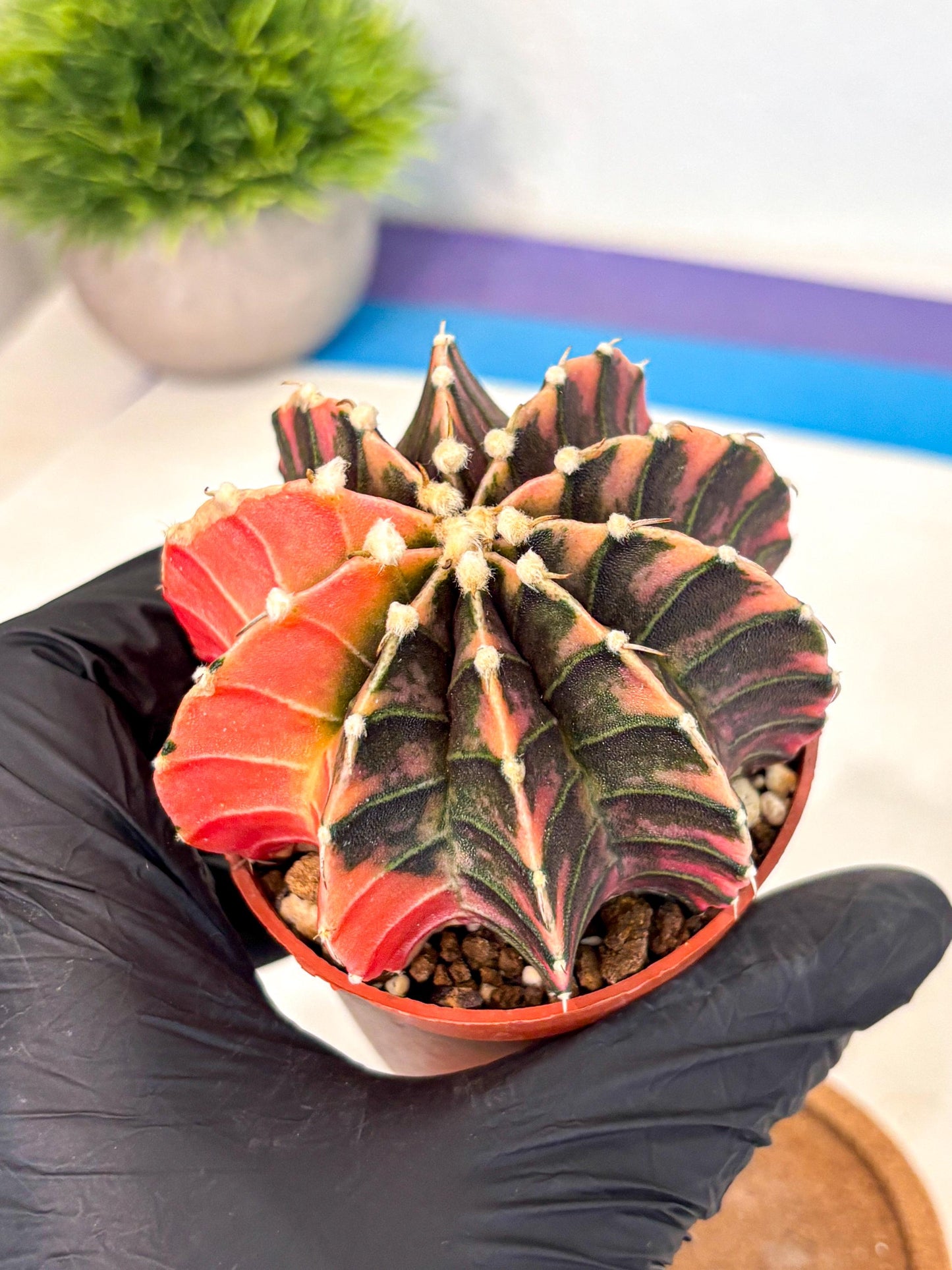 Gymnocalycium Lb Hybrid (gy4) (y5) | Mature Cactus