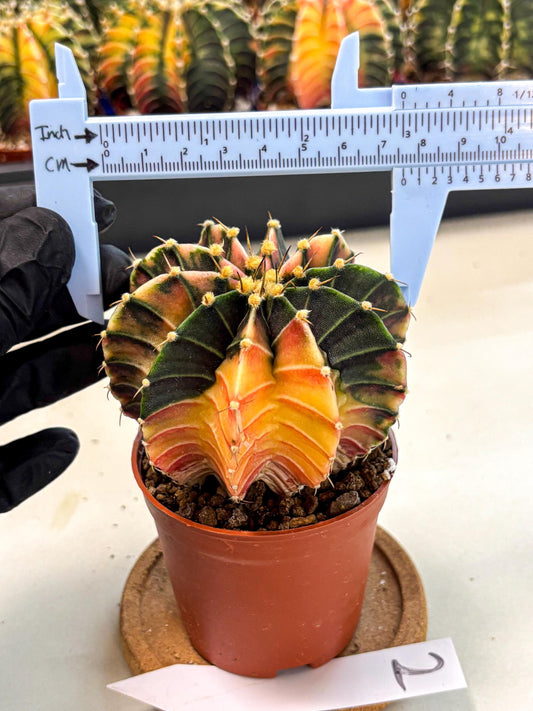Gymnocalycium Lb Hybrid (gy4) (g2) | Mature Cactus