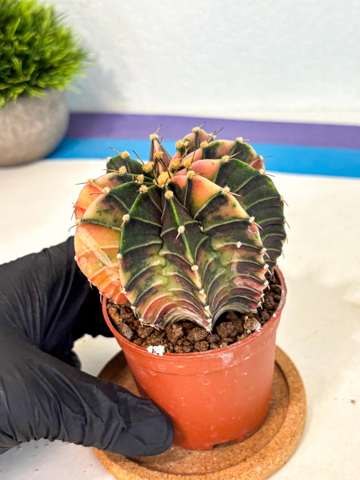Gymnocalycium Lb Hybrid (gy4) (g2) | Mature Cactus