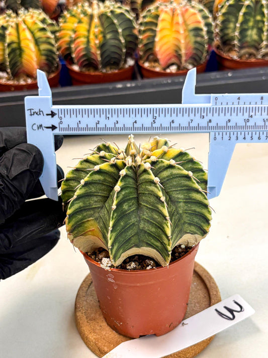 Gymnocalycium Lb Hybrid (gy4) (g3) | Mature Cactus