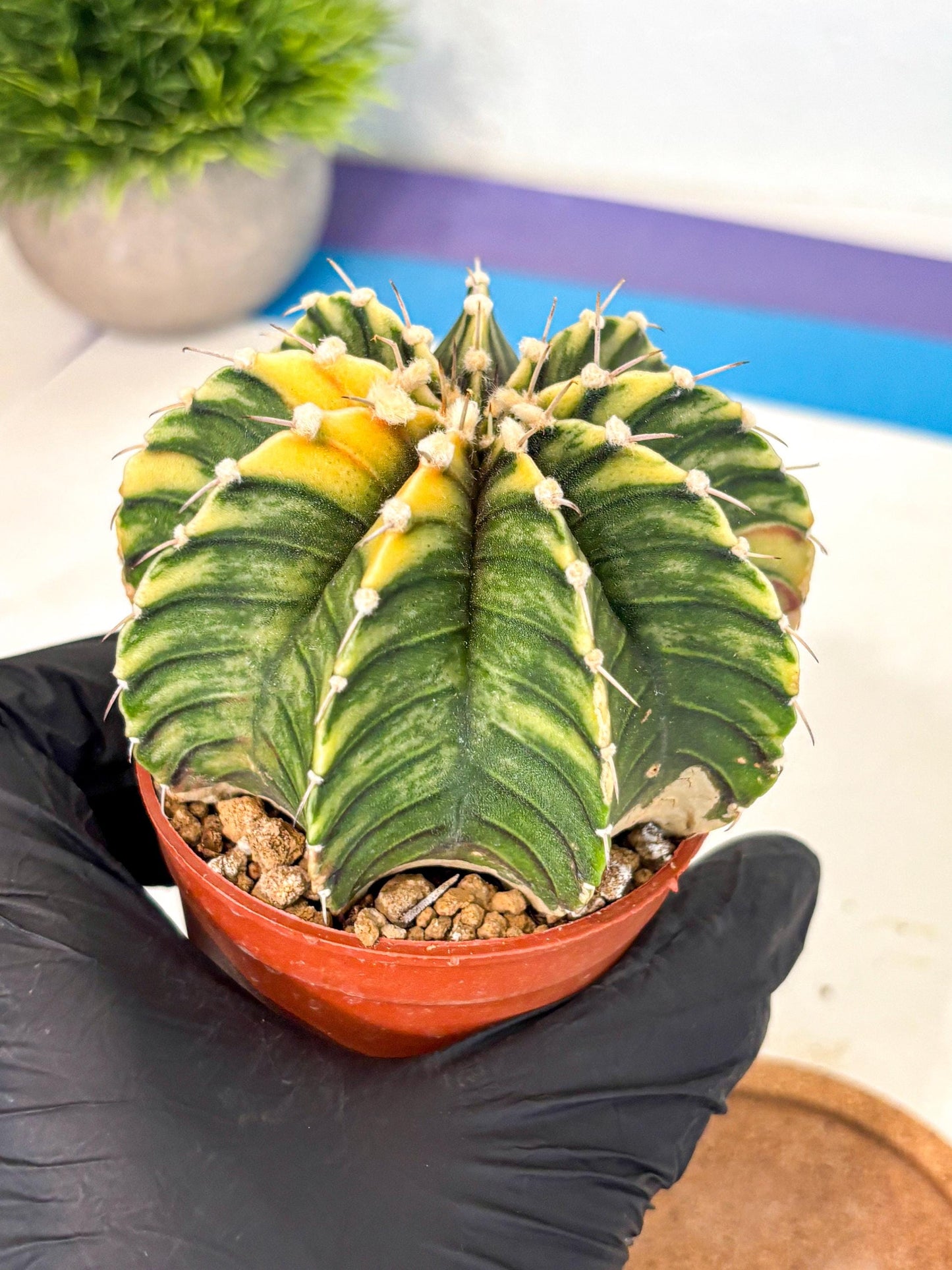 Gymnocalycium Lb Hybrid (gy4) (g3) | Mature Cactus
