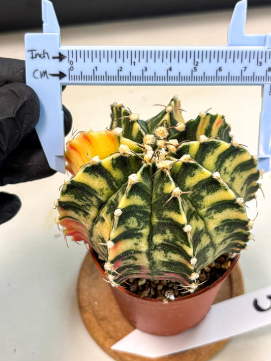 Gymnocalycium Lb Hybrid (gy4) (g5) | Mature Cactus
