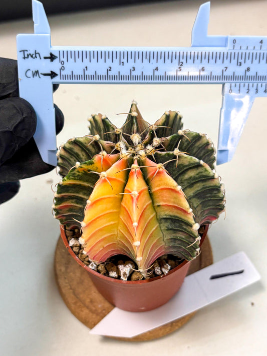 Gymnocalycium Lb Hybrid (gy4) (r1) | Mature Cactus