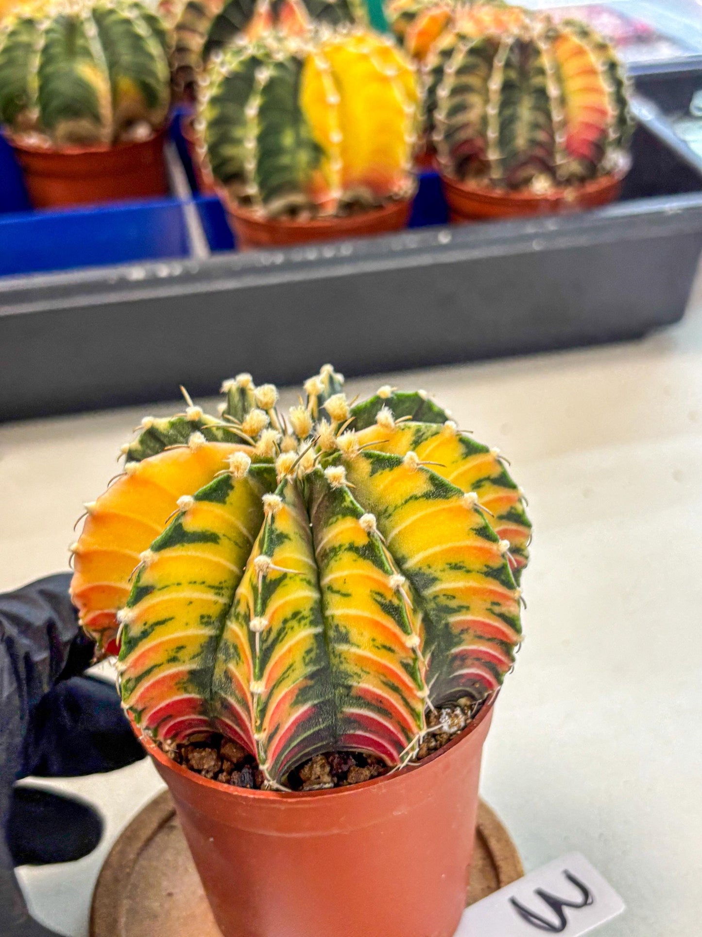 Gymnocalycium Lb Hybrid (gy4) (r3) | Mature Cactus