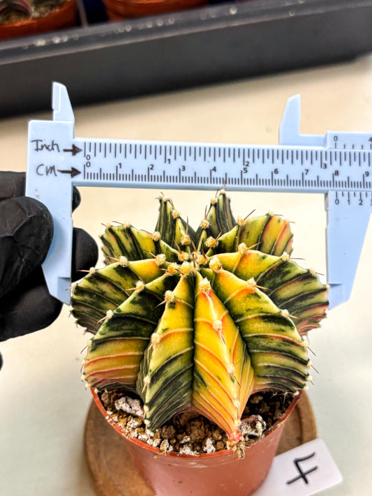Gymnocalycium Lb Hybrid (gy4) (r4) | Mature Cactus