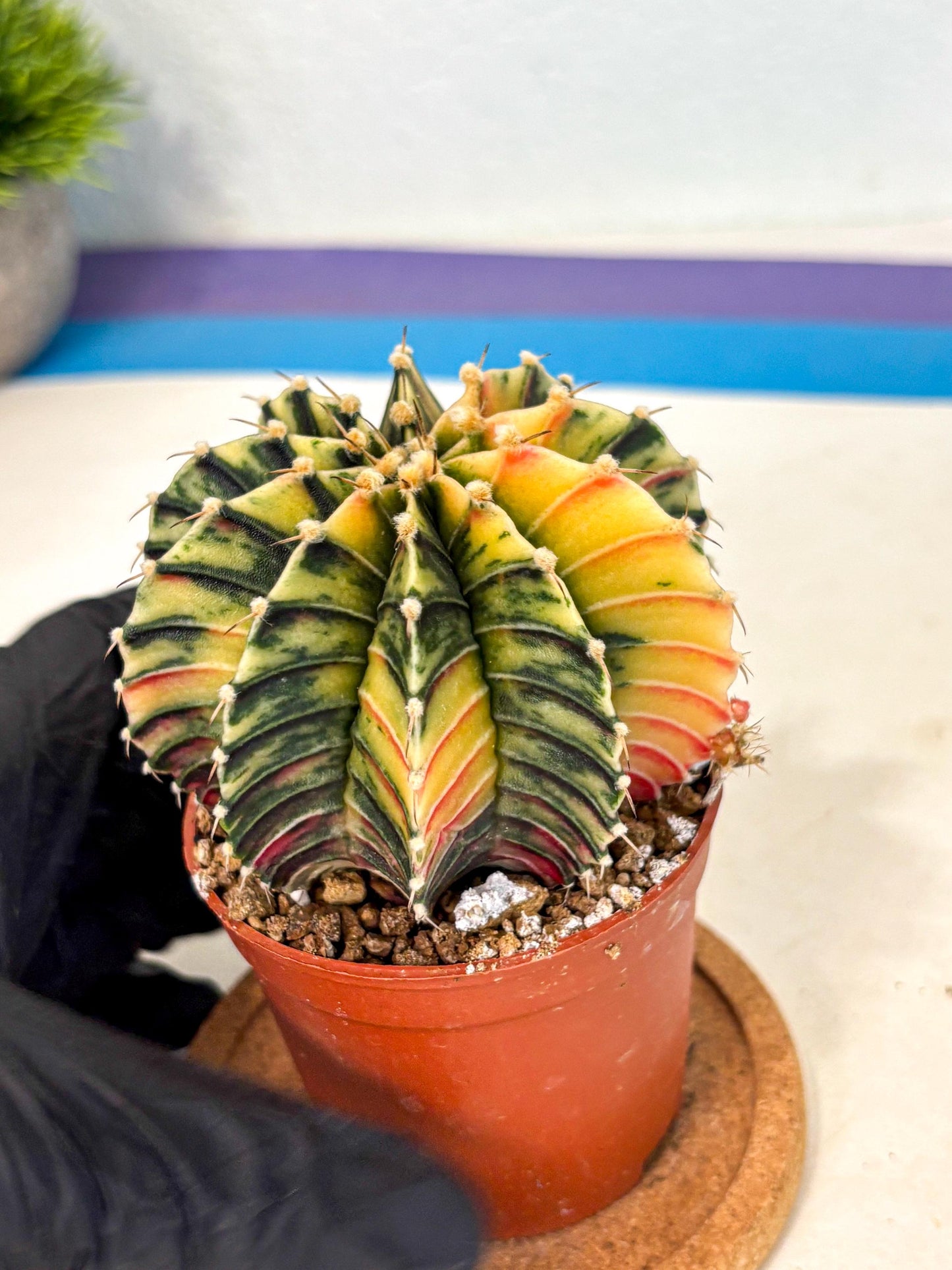 Gymnocalycium Lb Hybrid (gy4) (r4) | Mature Cactus