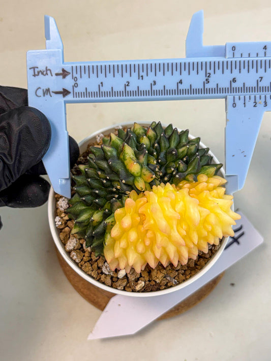 Gymnocalycium Inermis Cristata (gy9) (y4) | Variegated Cactus