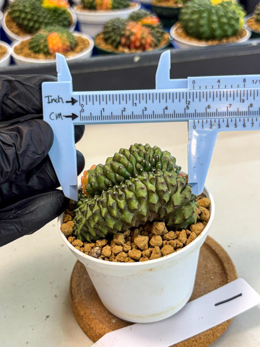 Gymnocalycium Inermis Cristata (gy9) (p1) | Variegated Cactus