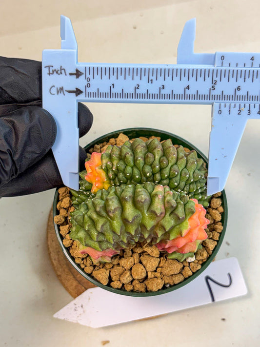 Gymnocalycium Inermis Cristata (gy9) (p2) | Variegated Cactus