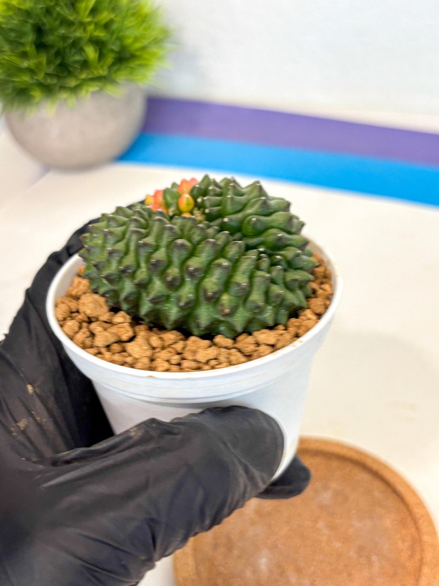 Gymnocalycium Inermis Cristata (gy9) (p3) | Variegated Cactus