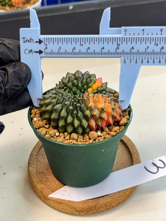 Gymnocalycium Inermis Cristata (gy9) (g3) | Variegated Cactus
