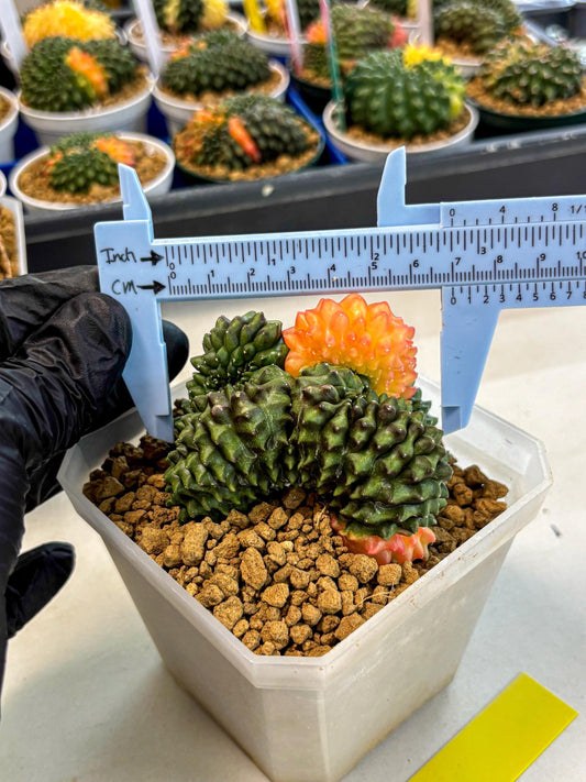 Gymnocalycium Inermis Cristata (gy9) (y) | XL Variegated Cactus