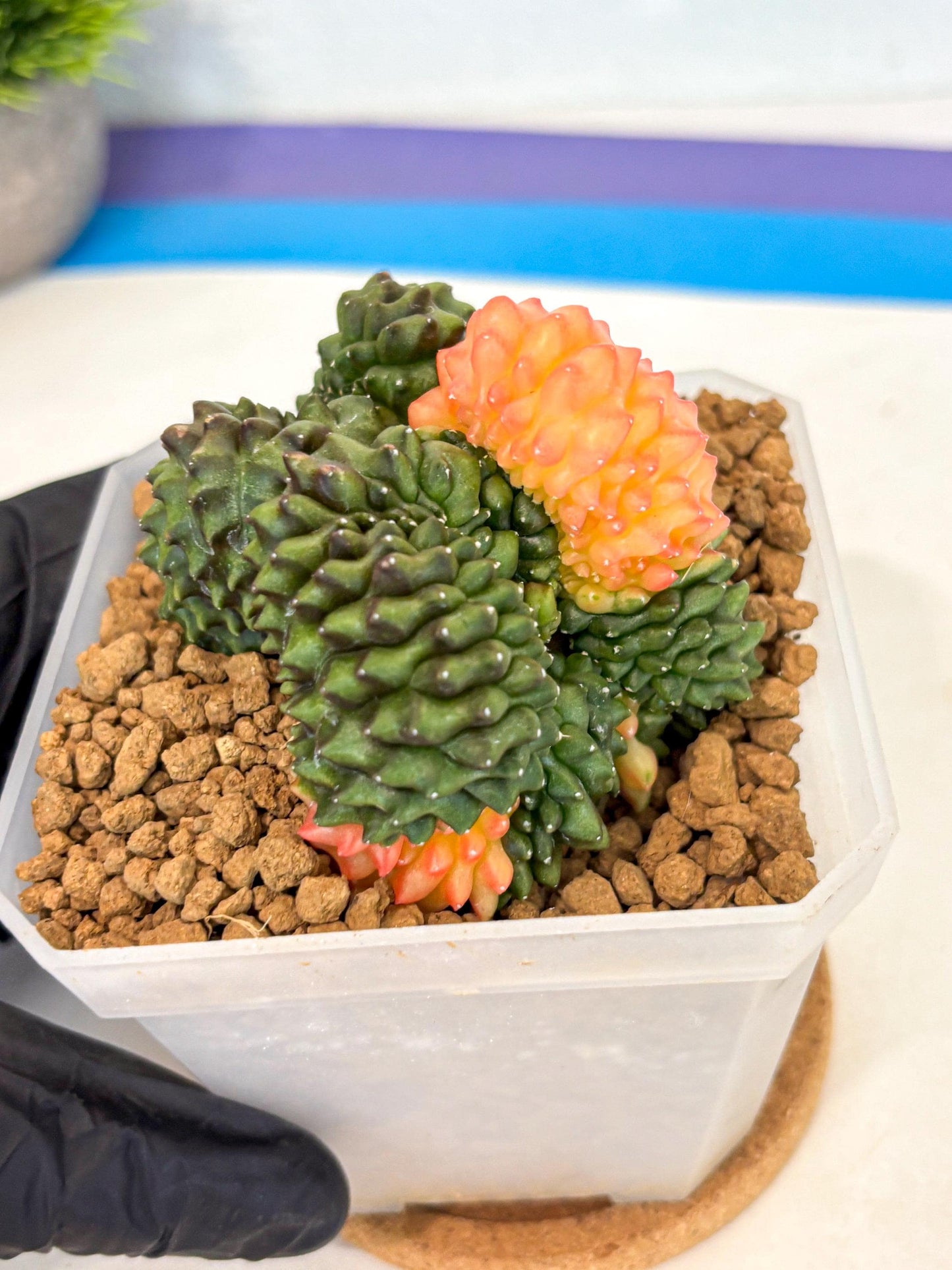 Gymnocalycium Inermis Cristata (gy9) (y) | XL Variegated Cactus