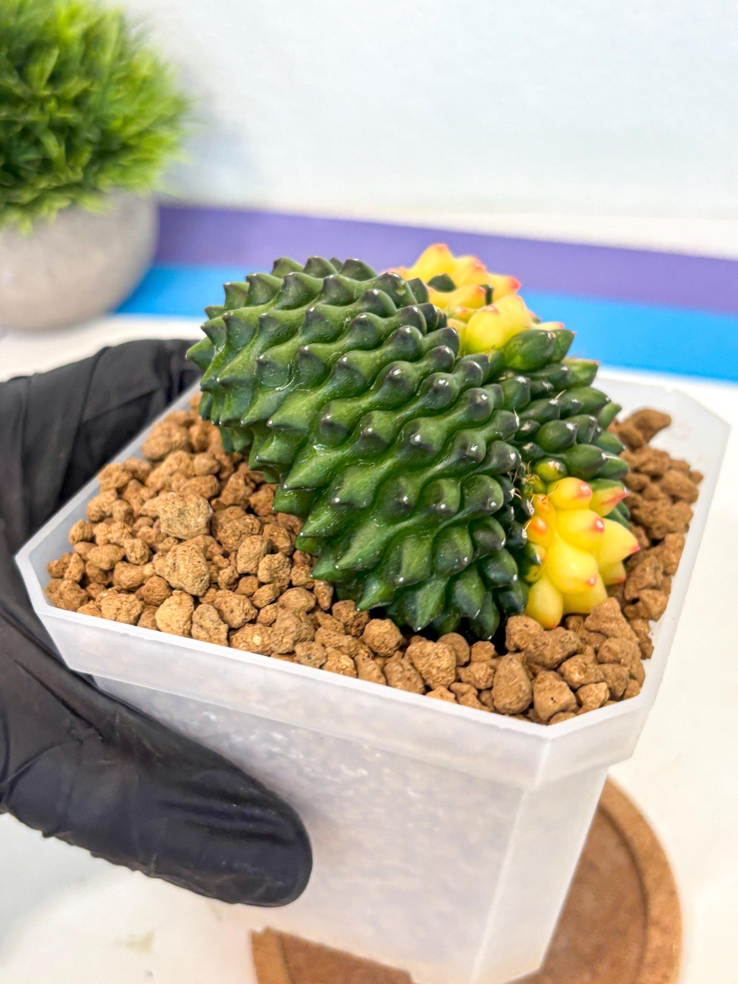 Gymnocalycium Inermis Cristata (gy9) (r) | XL Variegated Cactus