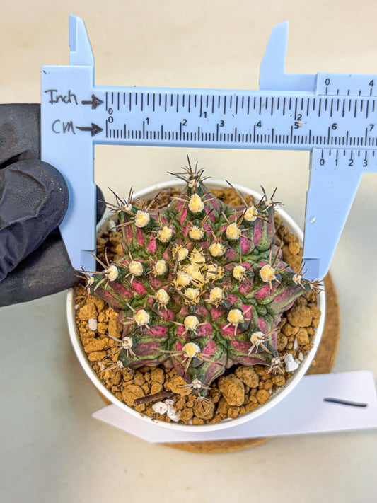 Gymnocalycium T-Rex (gy10) (g1) | Variegated Cactus
