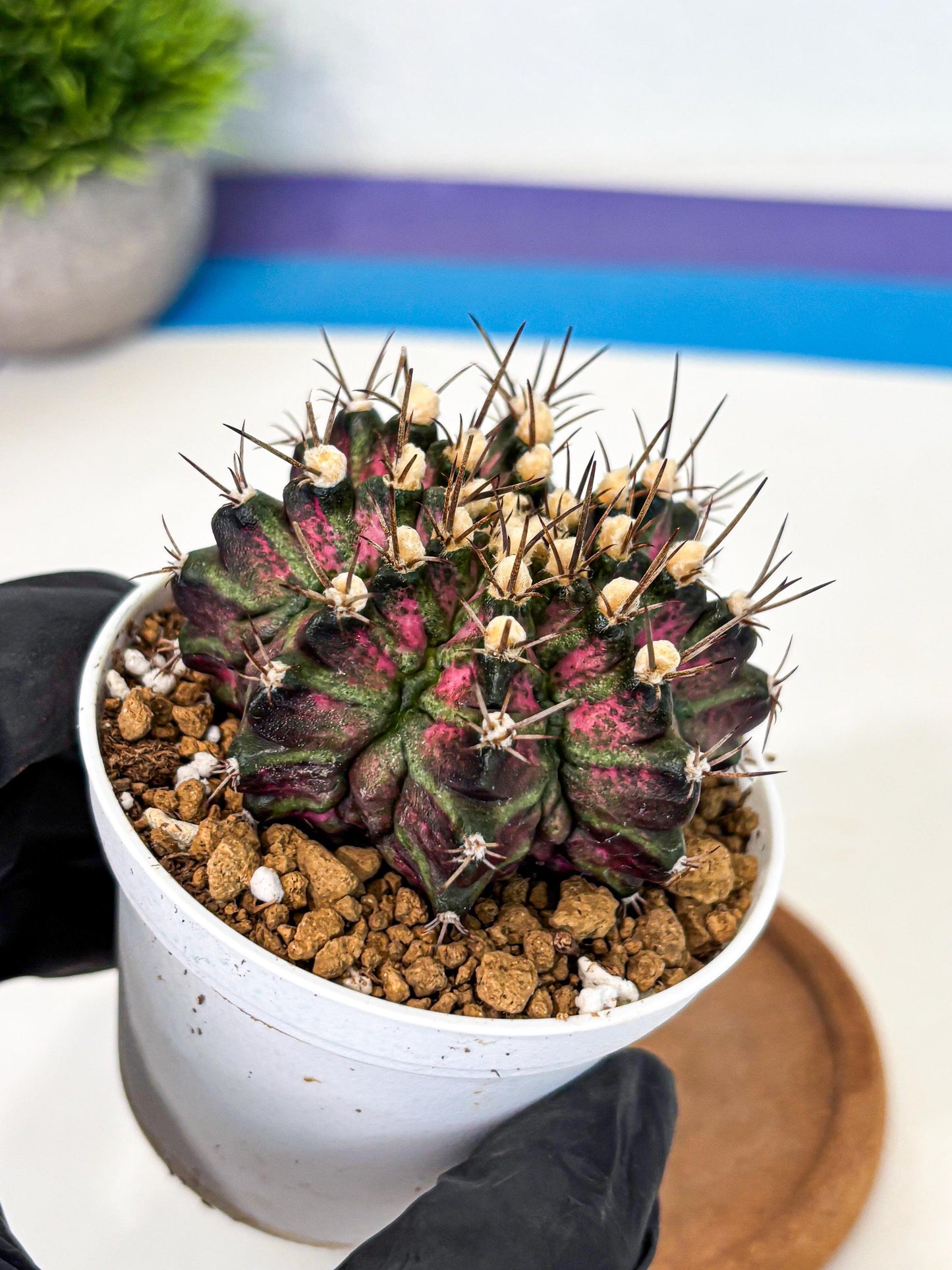 Gymnocalycium T-Rex (gy10) (g1) | Variegated Cactus