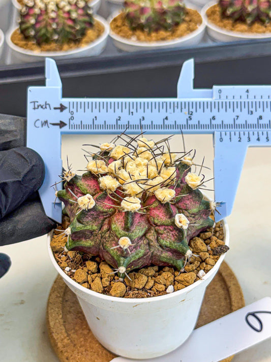 Gymnocalycium T-Rex (gy10) (g6) | Variegated Cactus