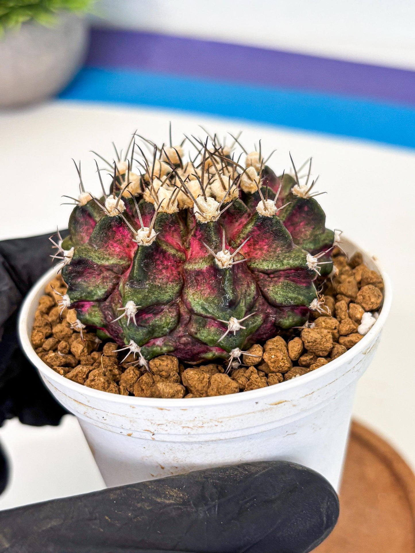 Gymnocalycium T-Rex (gy10) (g5) | Variegated Cactus