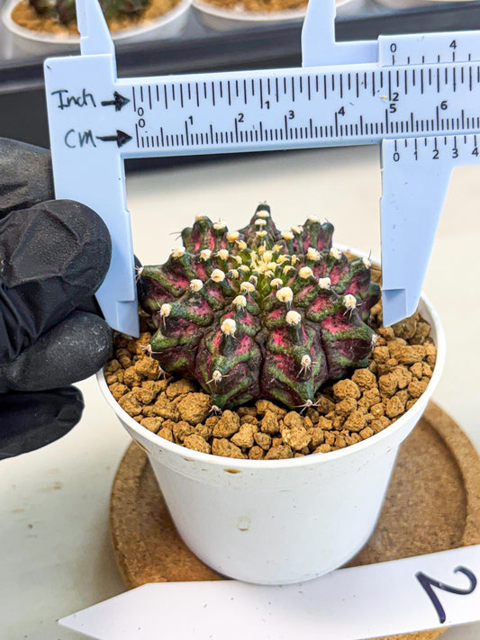 Gymnocalycium T-Rex (gy10) (y2) | Variegated Cactus