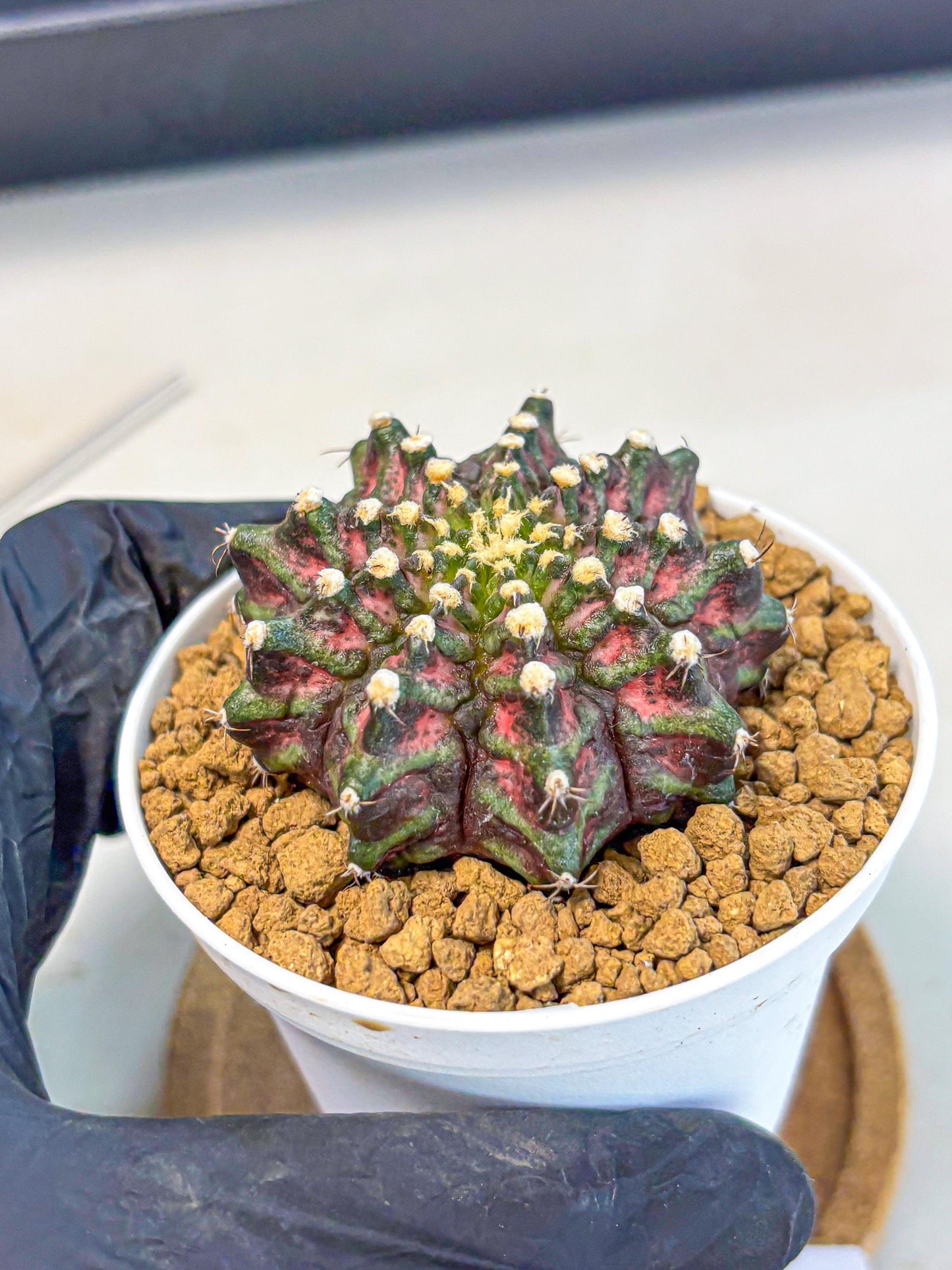 Gymnocalycium T-Rex (gy10) (y2) | Variegated Cactus