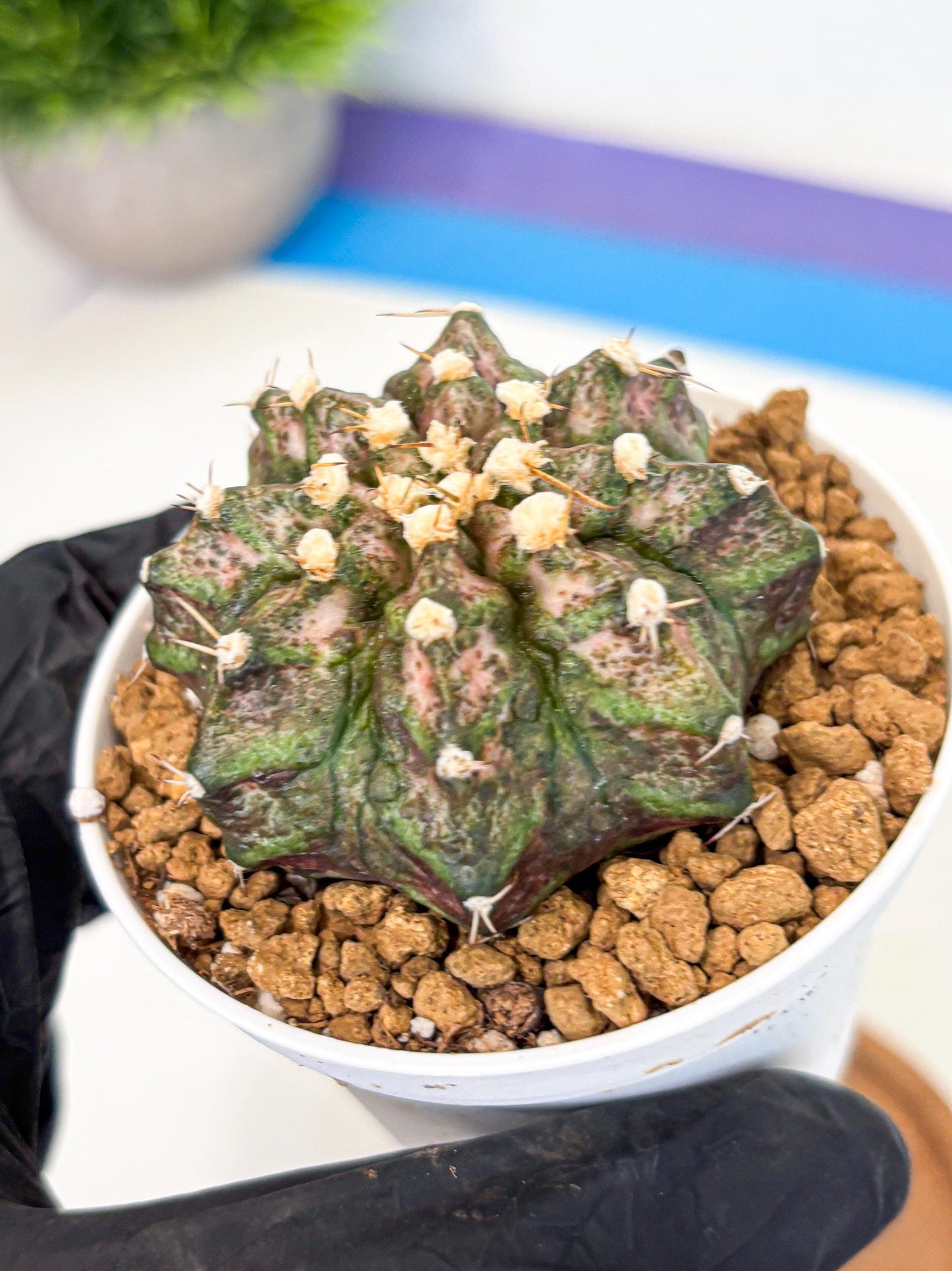 Gymnocalycium T-Rex (gy10) (y3) | Variegated Cactus