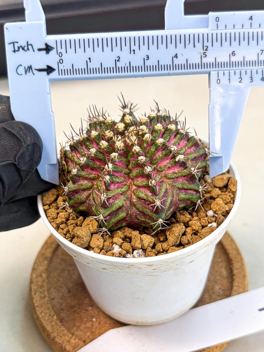 Gymnocalycium T-Rex (gy10) (y4) | Variegated Cactus