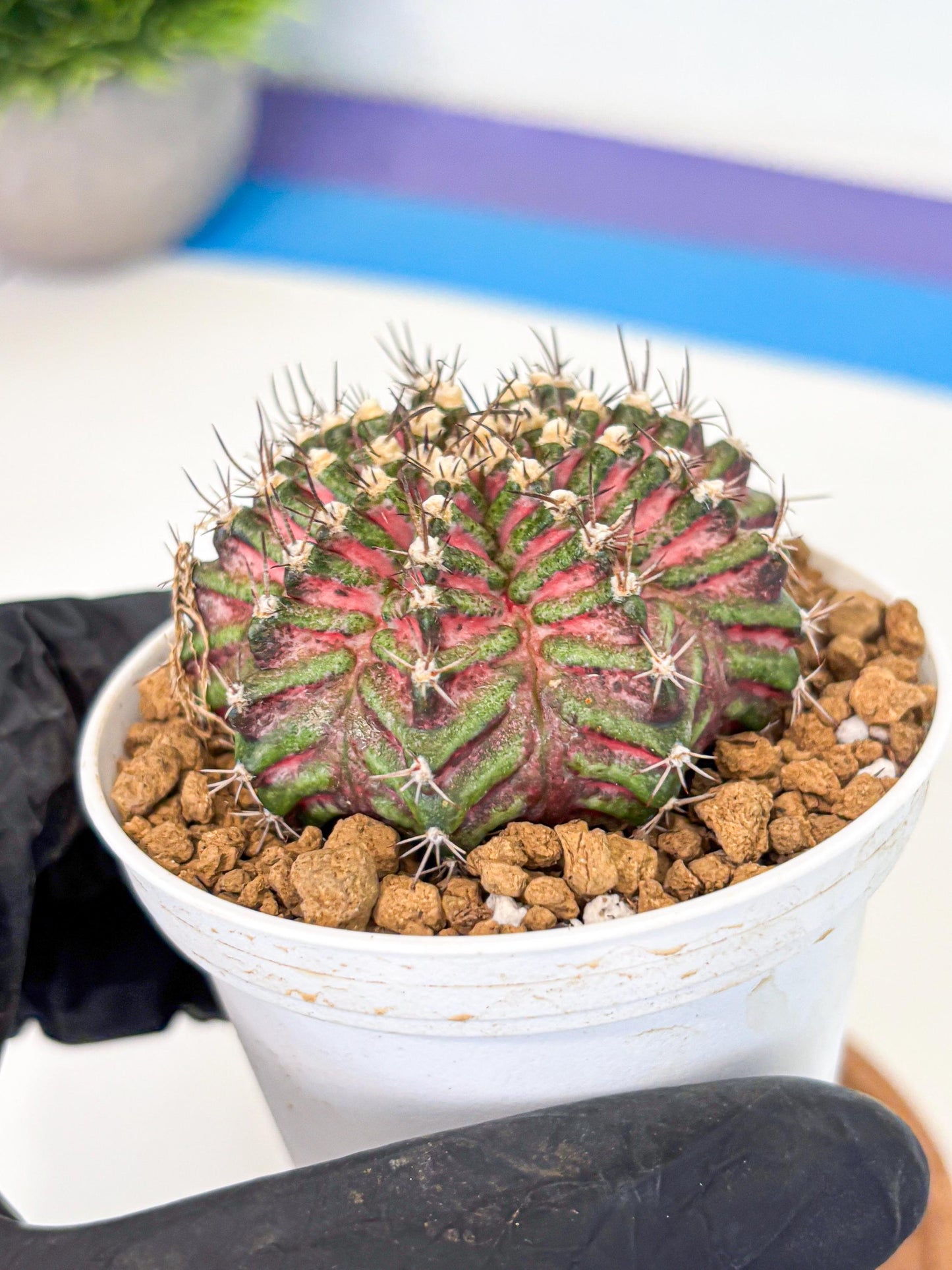 Gymnocalycium T-Rex (gy10) (y4) | Variegated Cactus