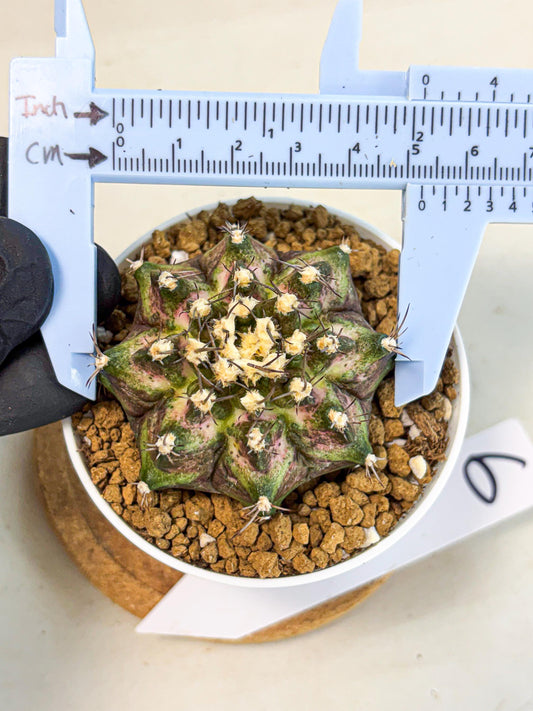 Gymnocalycium T-Rex (gy10) (y6) | Variegated Cactus