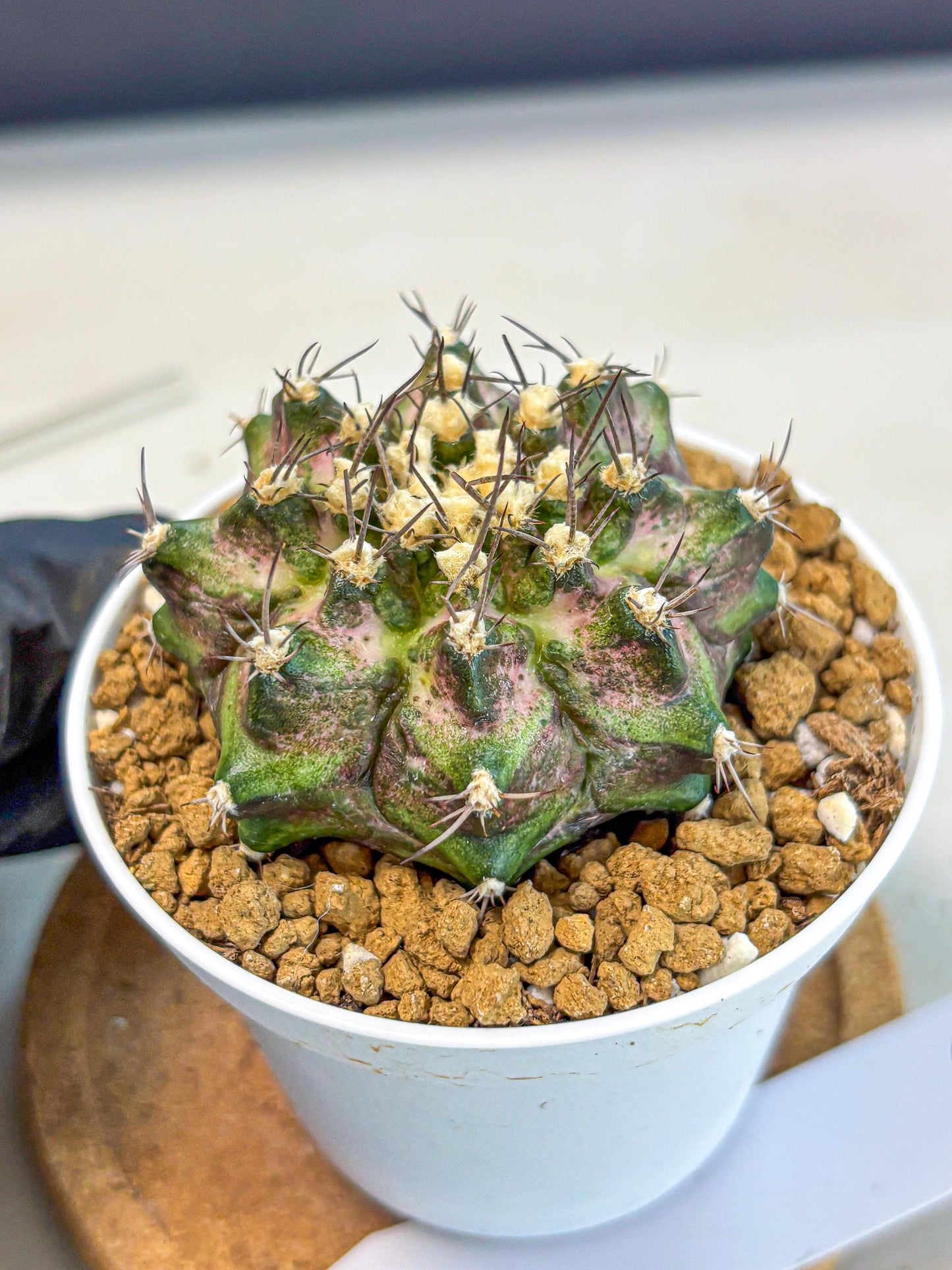 Gymnocalycium T-Rex (gy10) (y6) | Variegated Cactus