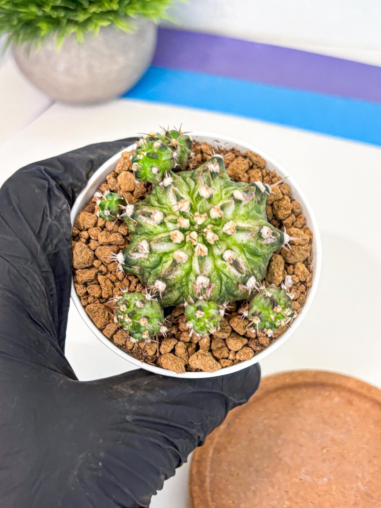 Gymnocalycium T-Rex (gy10) (y7) | Variegated Cactus