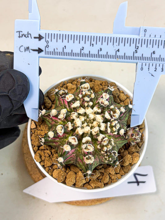 Gymnocalycium T-Rex (gy10) (b4) | Variegated Cactus