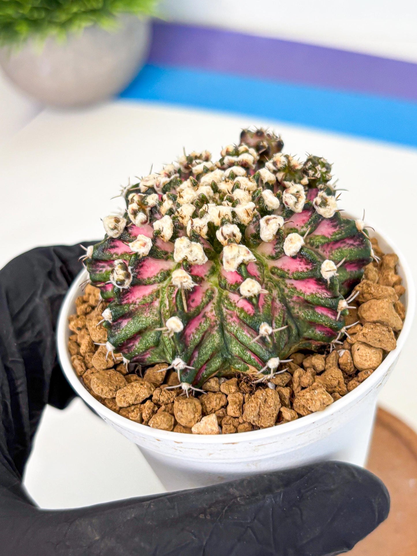 Gymnocalycium T-Rex (gy10) (b4) | Variegated Cactus