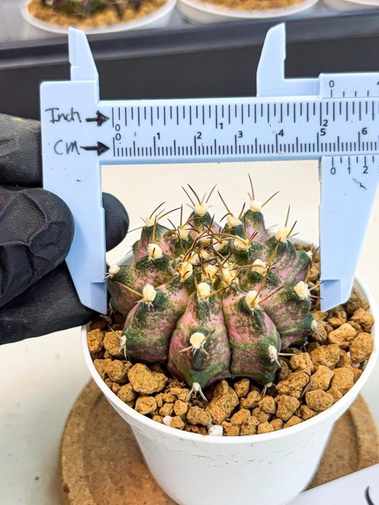 Gymnocalycium T-Rex (gy10) (b5) | Variegated Cactus