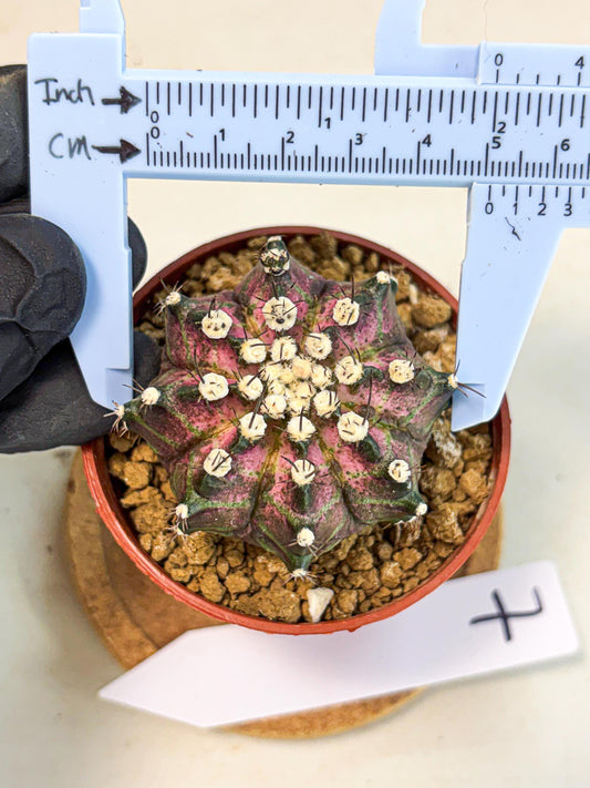 Gymnocalycium T-Rex (gy10) (b7) | Variegated Cactus