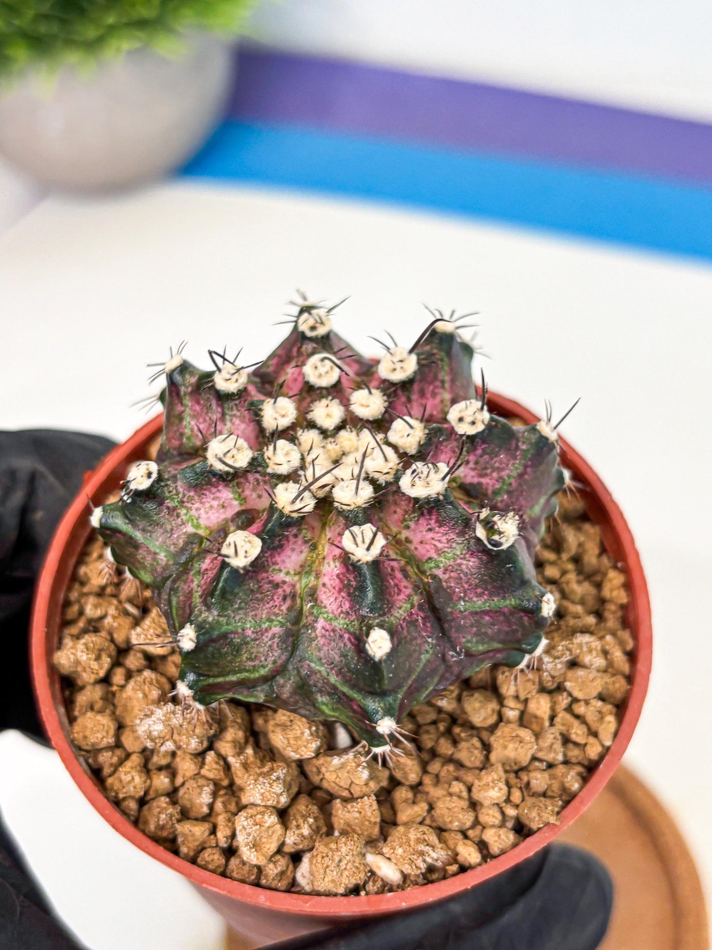 Gymnocalycium T-Rex (gy10) (b7) | Variegated Cactus