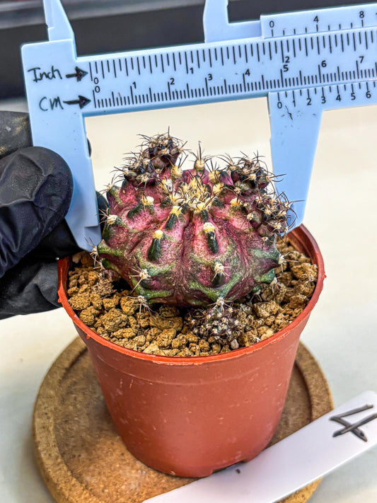 Gymnocalycium T-Rex (gy11) (p4) | Variegated Cactus