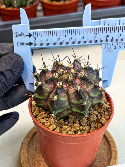 Gymnocalycium T-Rex (gy11) (r2) | Variegated Cactus