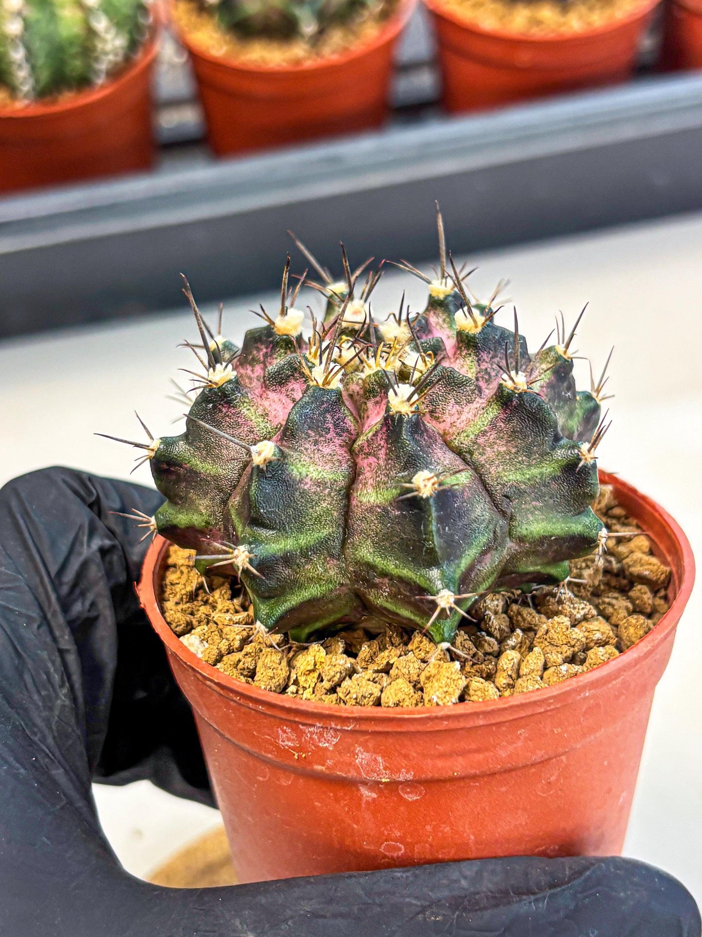 Gymnocalycium T-Rex (gy11) (r2) | Variegated Cactus