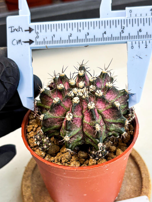 Gymnocalycium T-Rex (gy11) (r5) | Variegated Cactus