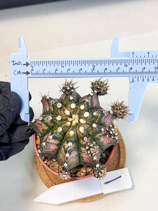 Gymnocalycium T-Rex (gy11) (y1) | Variegated Cactus
